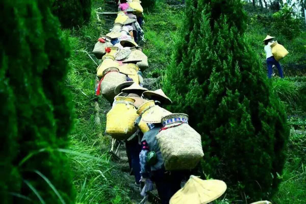 采茶女去往茶山的路上