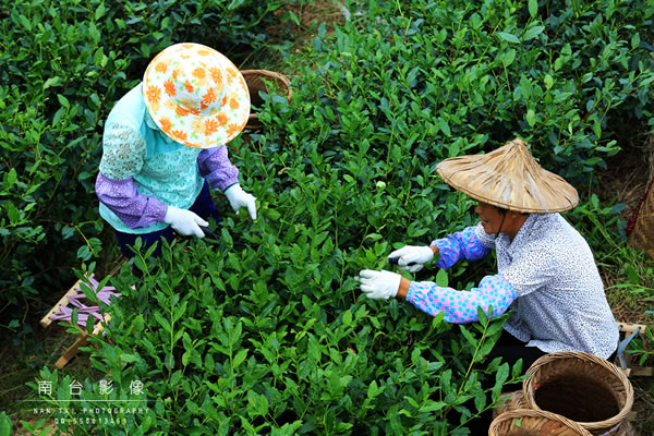 采茶女在采摘茶叶