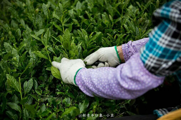 采茶女在采摘茶叶