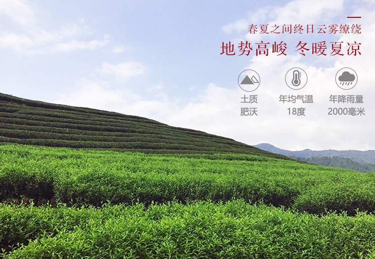 喜欢喝茶的你知道正山小种的介绍和特点吗？