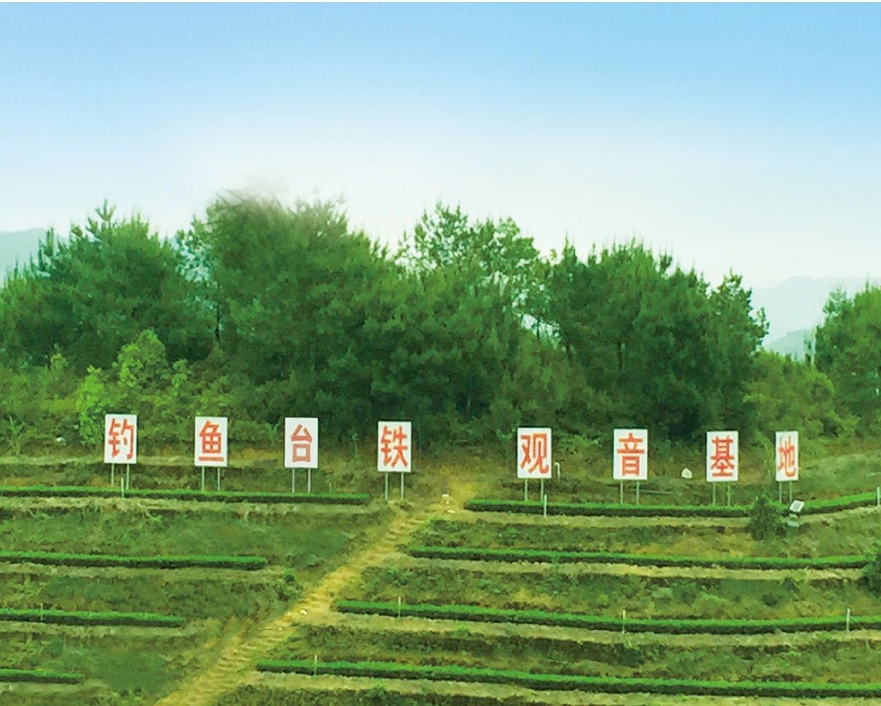 中国茶加盟