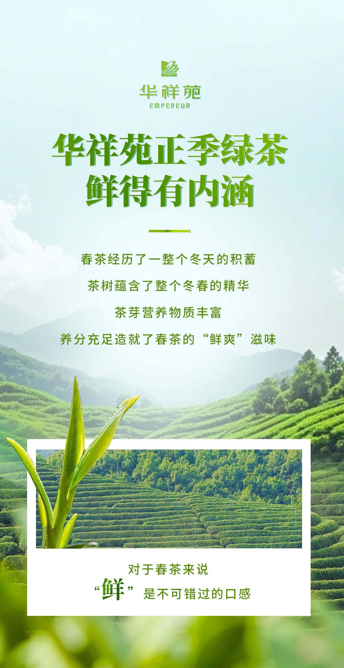 绿茶加盟