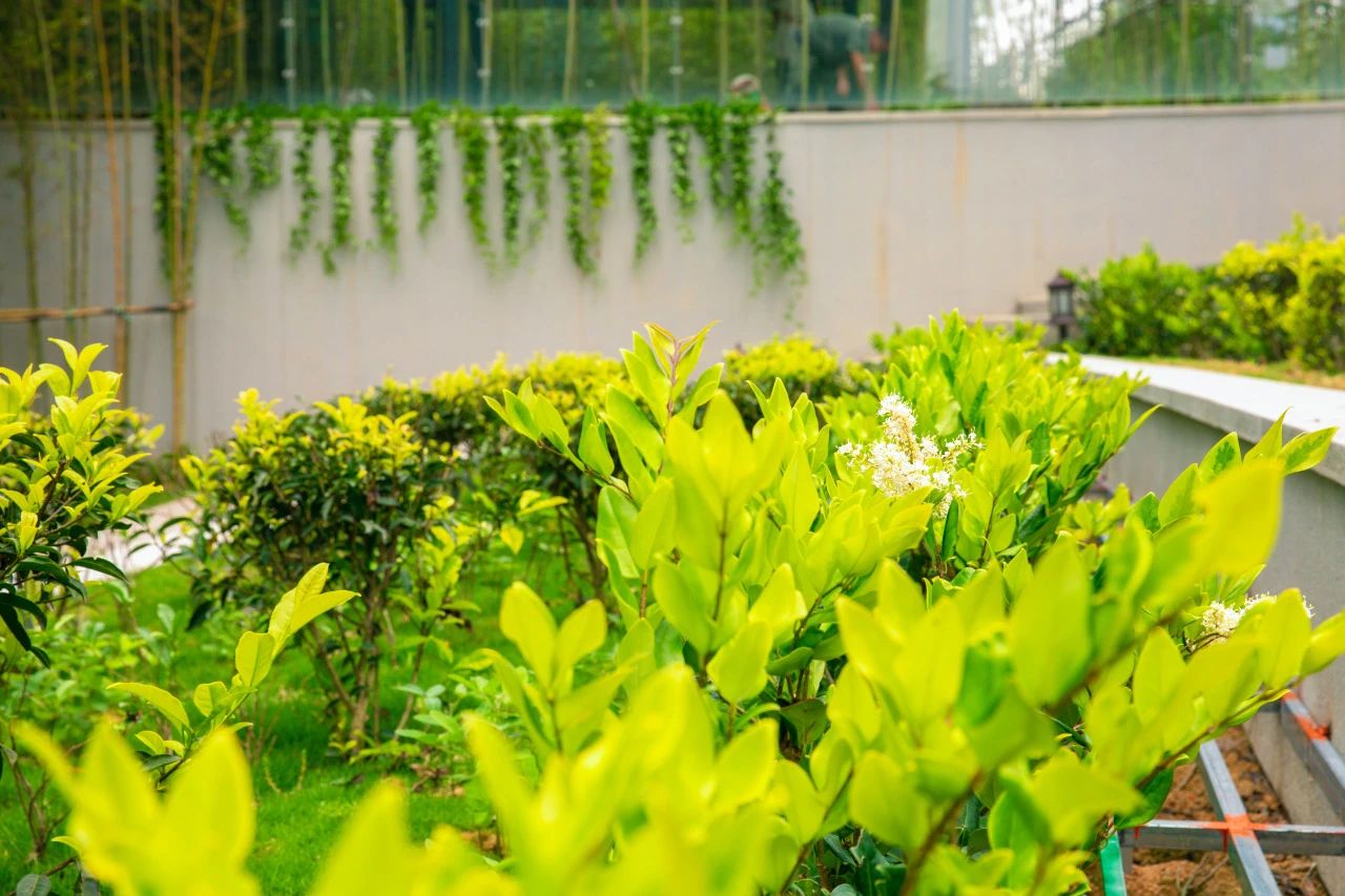 植树节