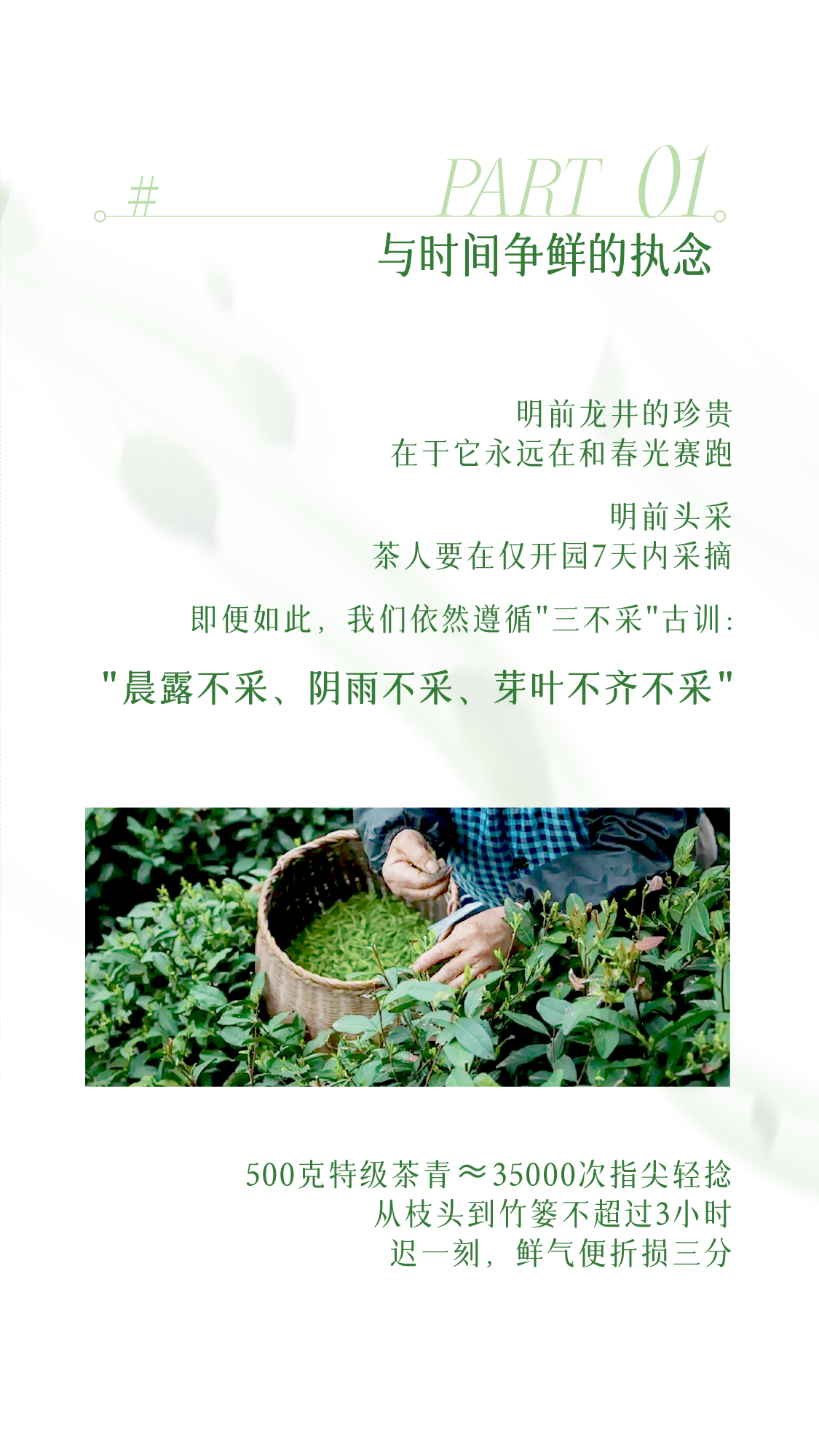 龙井茶