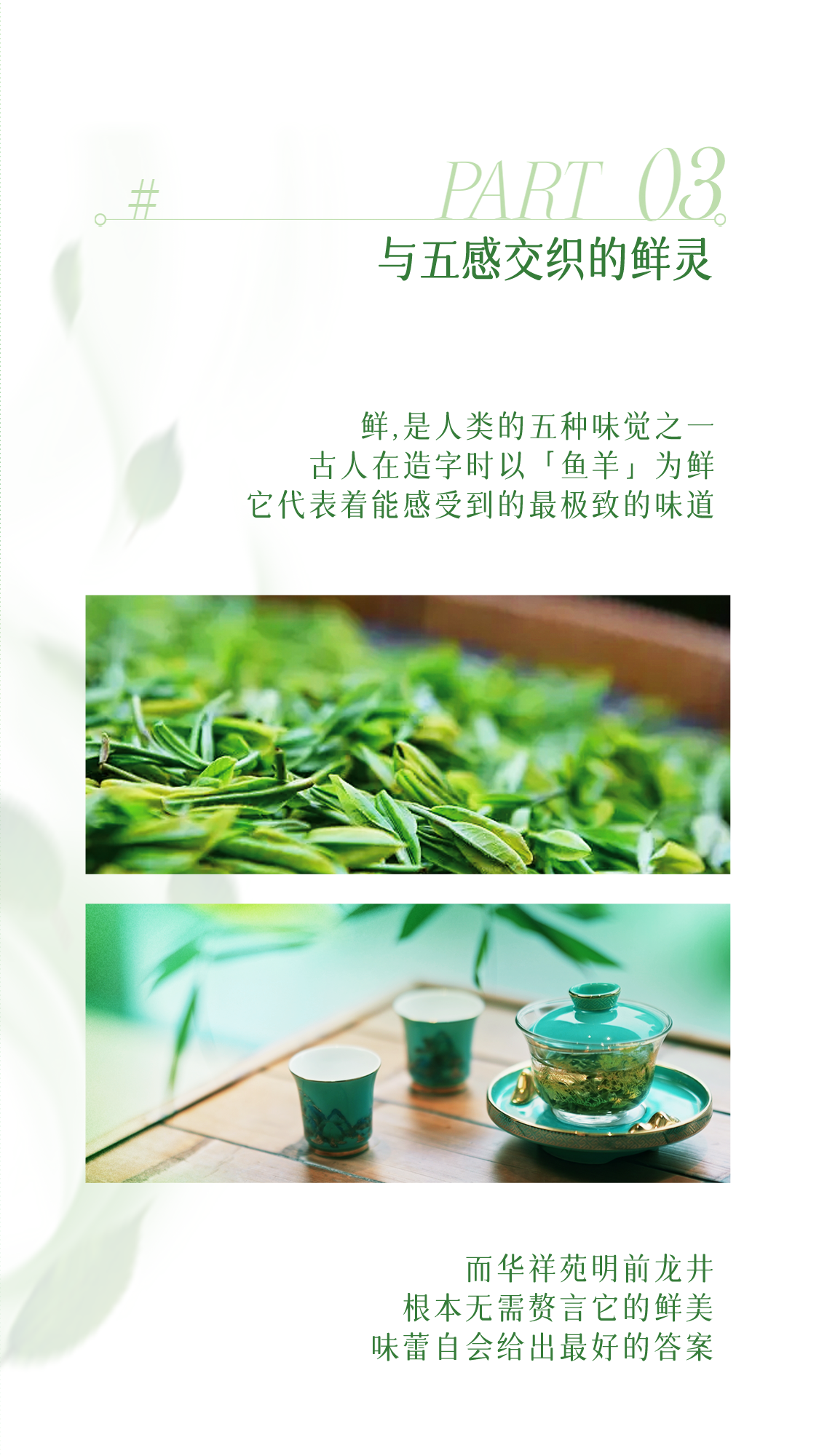 龙井茶