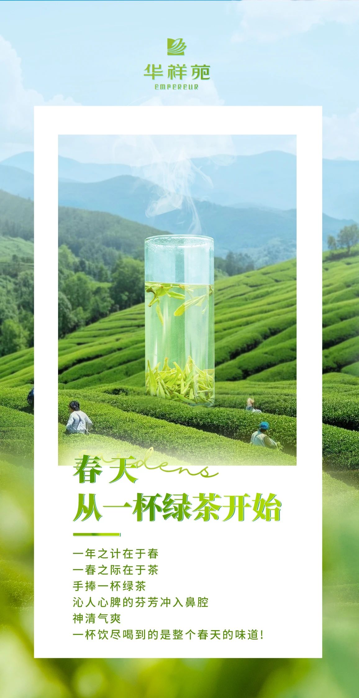 安吉白茶加盟