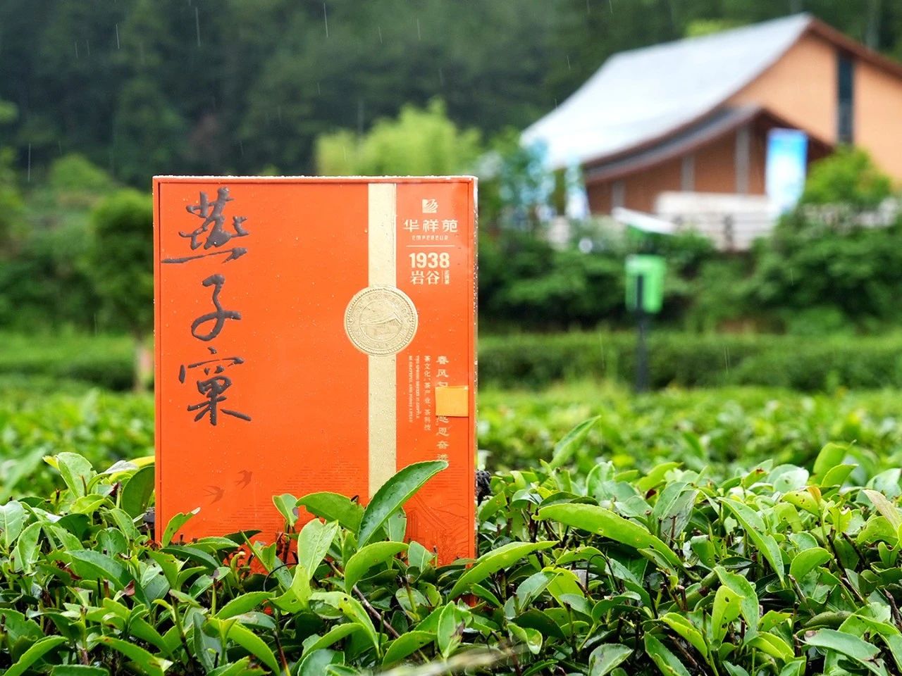 燕子窠