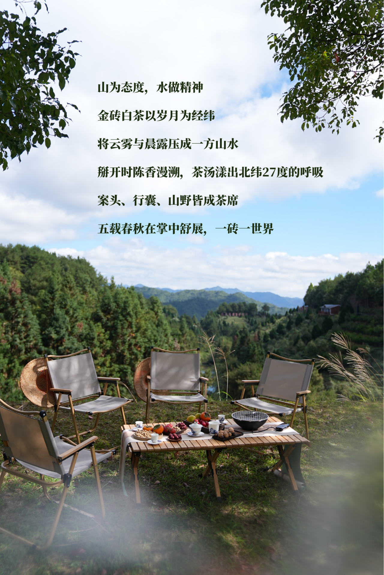 金砖白茶