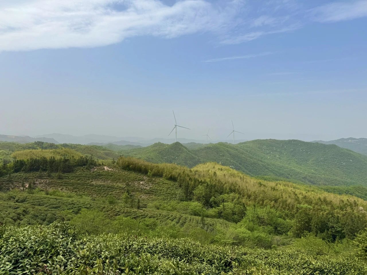 信阳毛尖