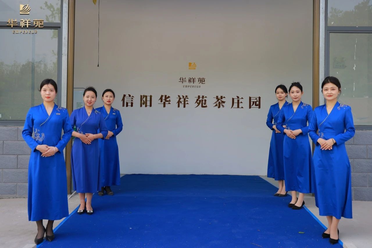 信阳毛尖