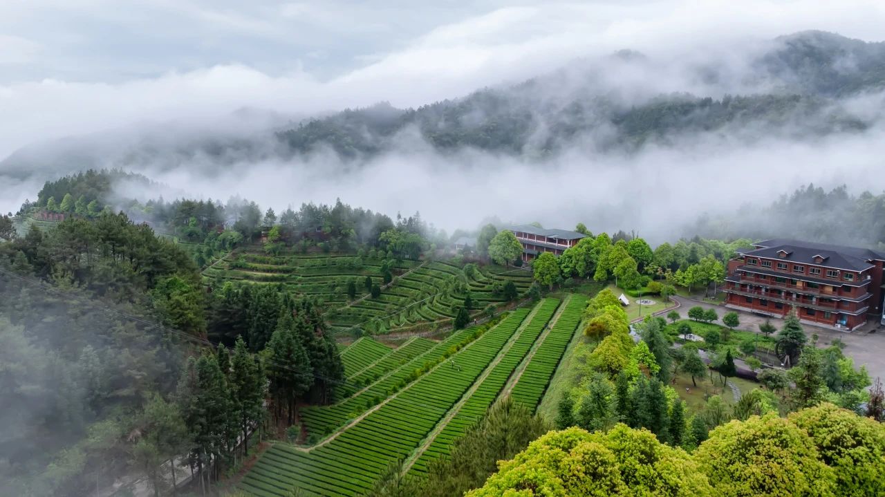 茶庄园