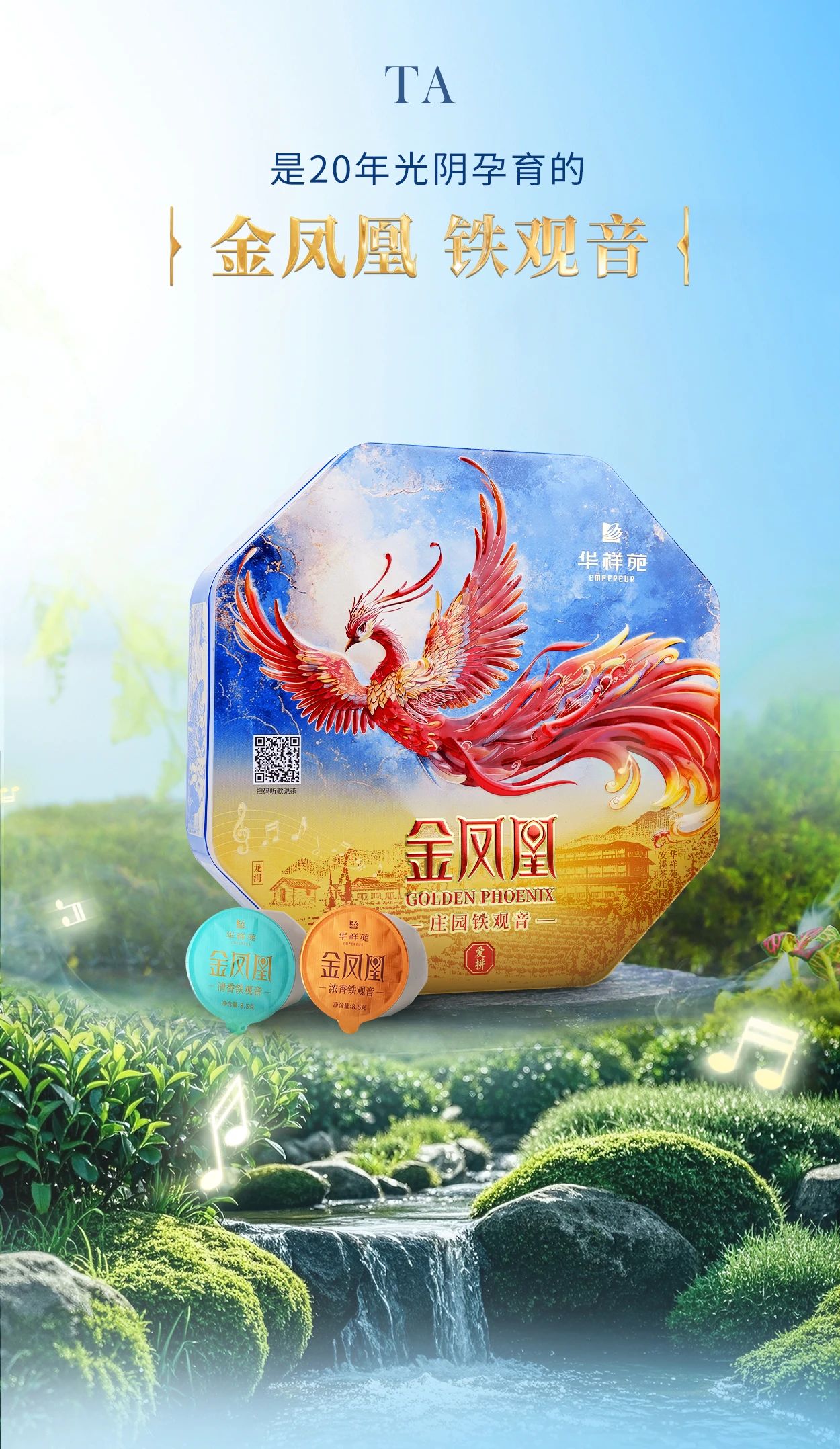 铁观音