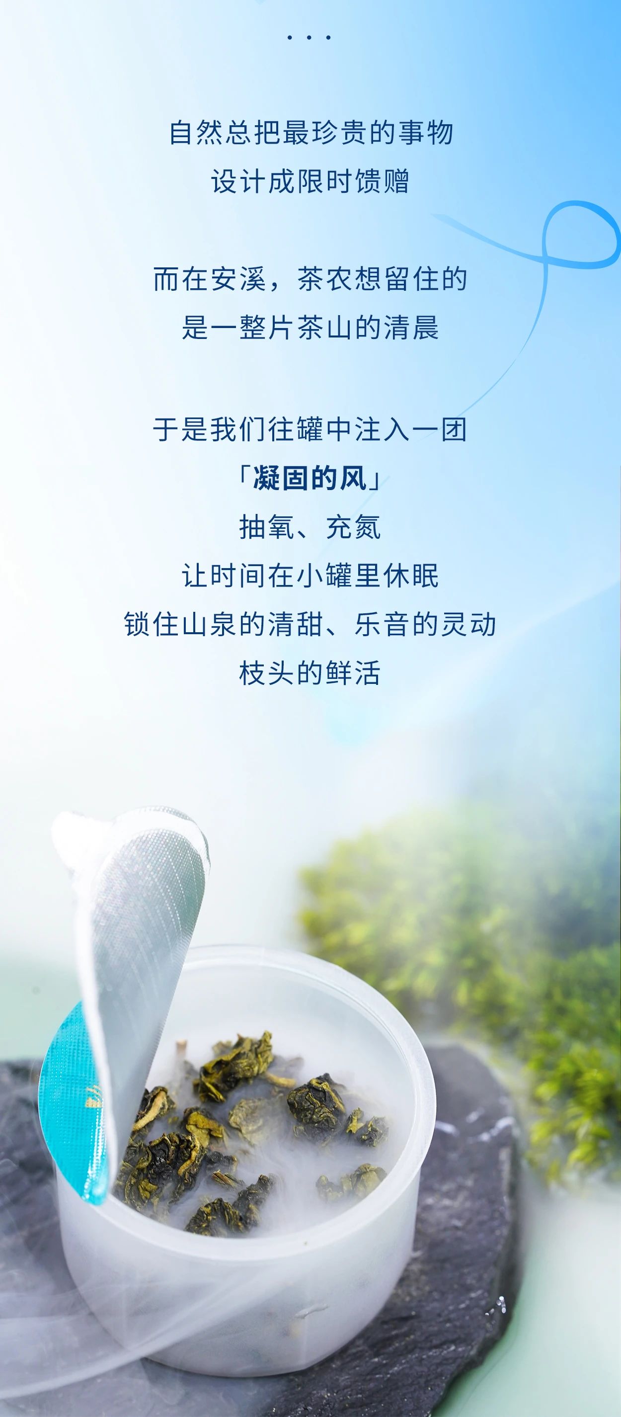 铁观音