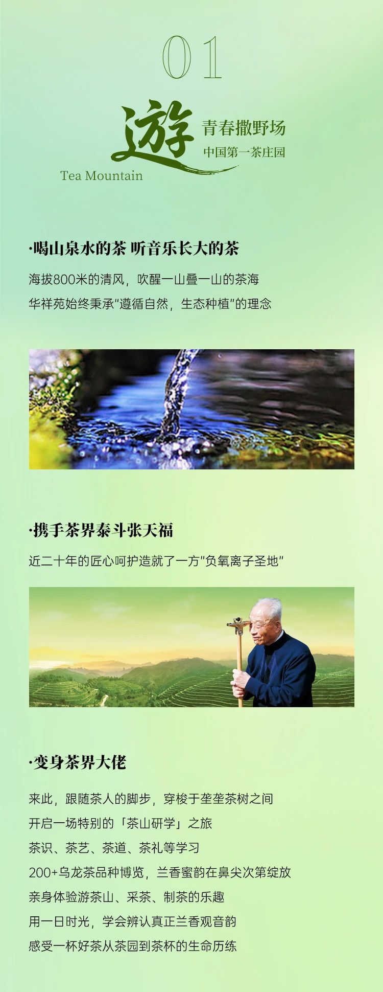 铁观音茶庄园