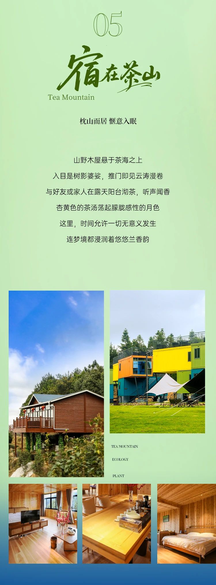 铁观音茶庄园