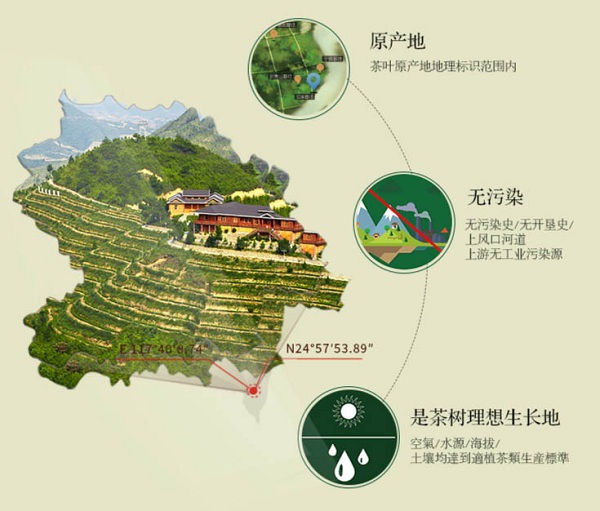 铁观音新茶上市 | 揭秘这泡铁观音为何这么好？