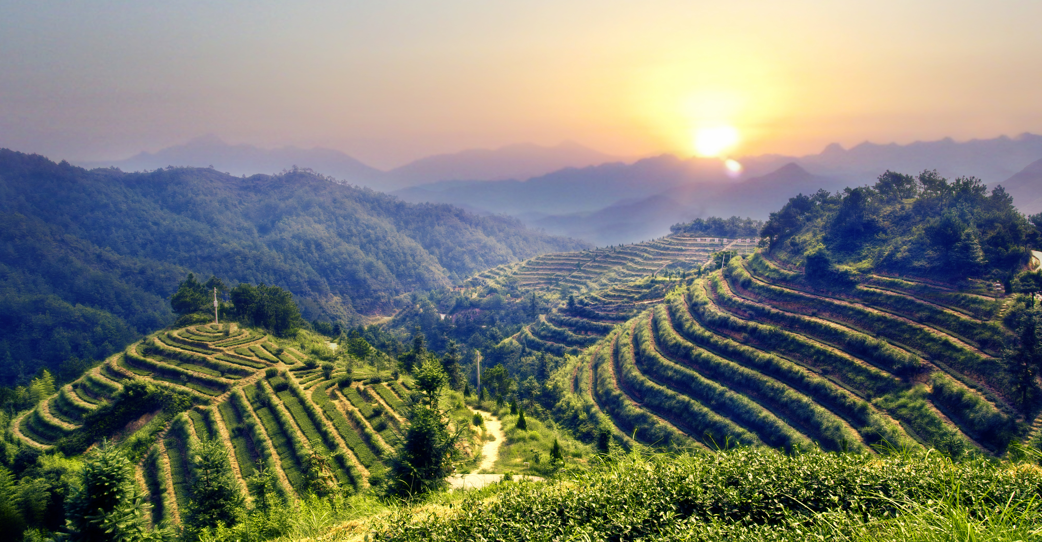 华祥苑生态茶庄园 